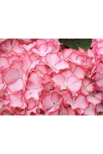 Цветы Гортензии широколистой Адула